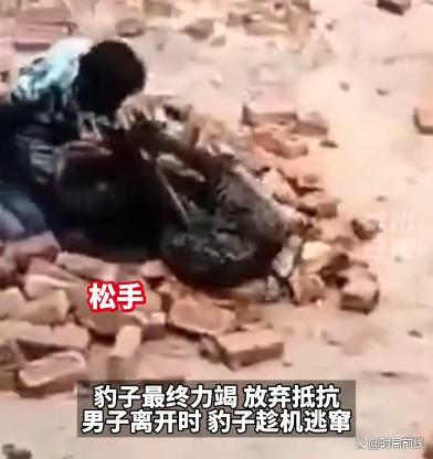 太猛了！印度男子与黑豹近身肉搏 将其按倒捂嘴