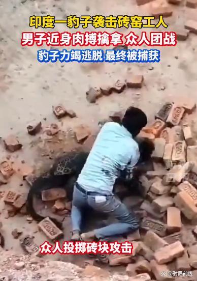 五八策略 太猛了！印度男子与黑豹近身肉搏 将其按倒捂嘴
